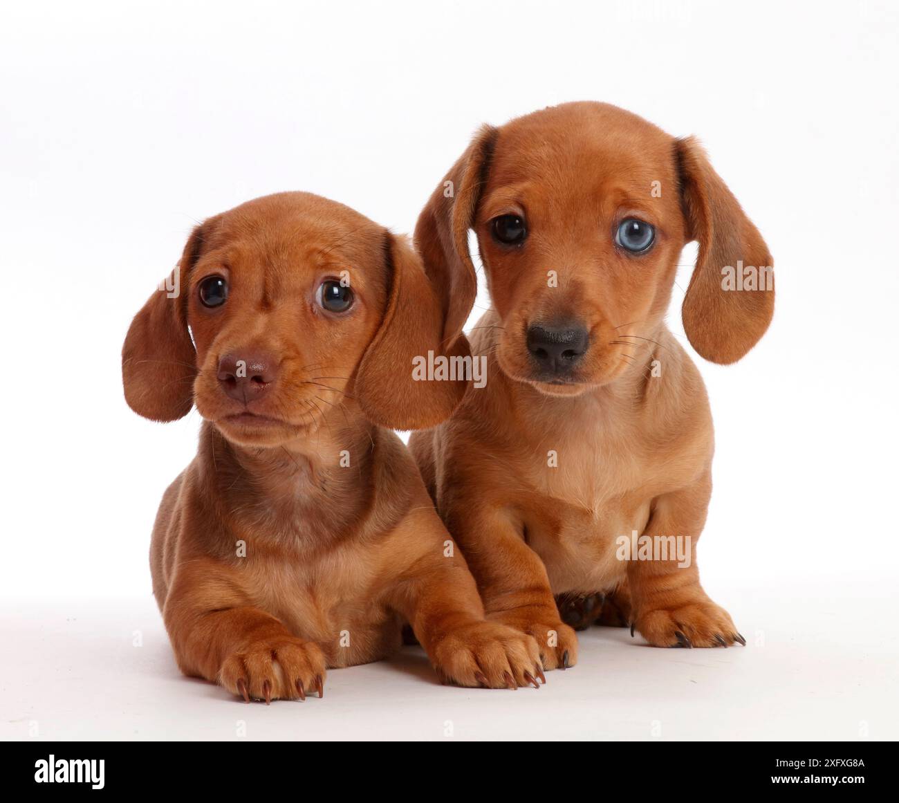 Deux chiots Teckel rouge. Banque D'Images