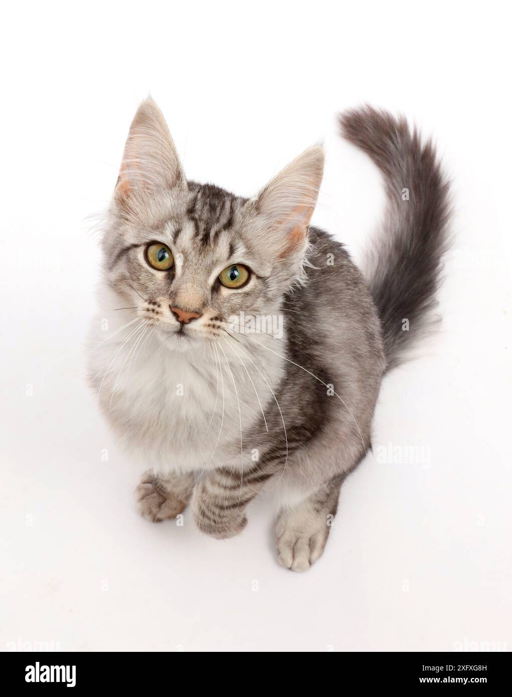 Maquereau Silver Tabby chat, assis et levant les yeux. Banque D'Images