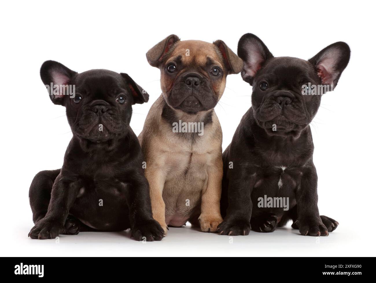 Trois chiots bouledogues français, âgés de 6 semaines. Banque D'Images