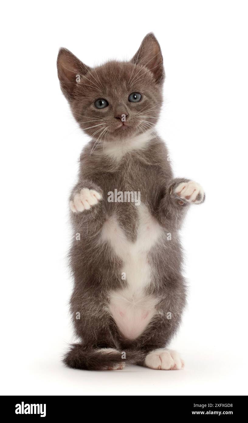 Chaton bleu et blanc assis les pattes vers le haut. Banque D'Images
