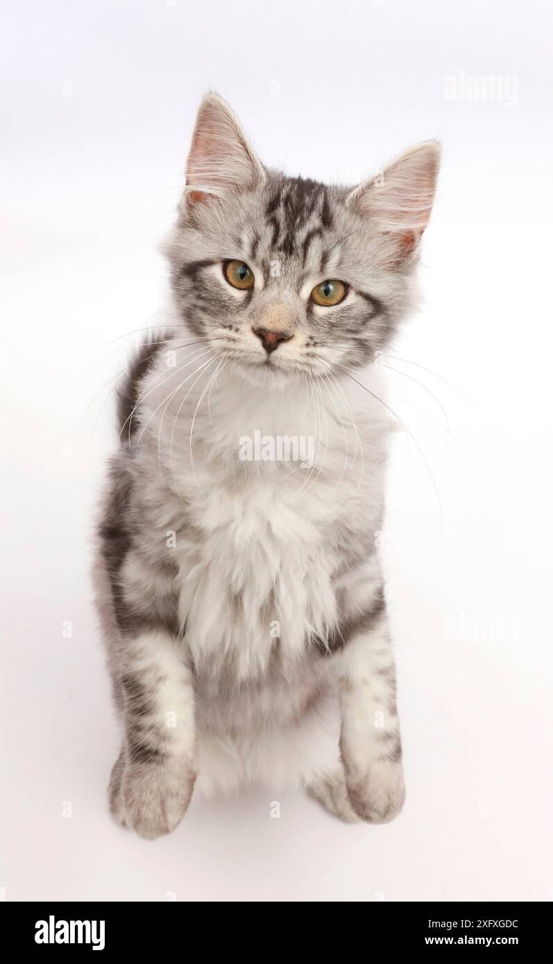 Chaton Tabby argenté, Blaze, 3 mois, debout et levant les yeux. Banque D'Images