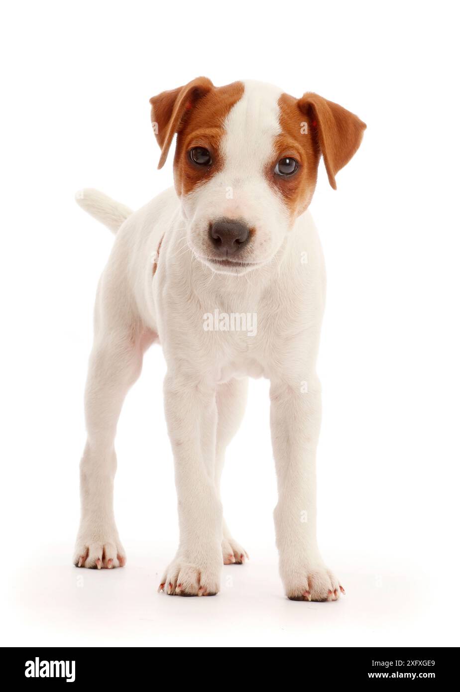 Jack Russell Terrier chiot, Bertie, 11 semaines, debout. Banque D'Images