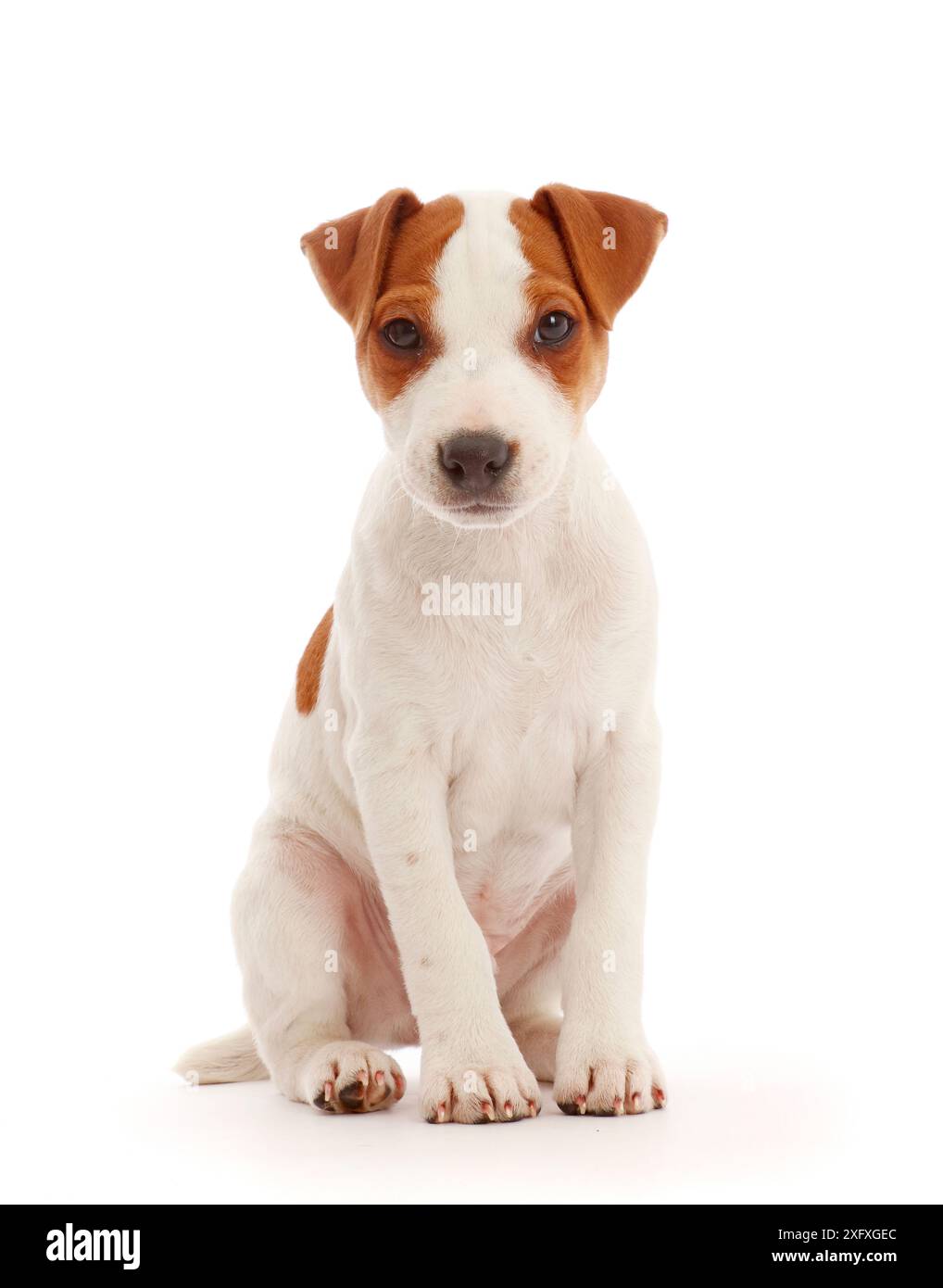 Jack Russell Terrier chiot, Bertie, 11 semaines, assis. Banque D'Images