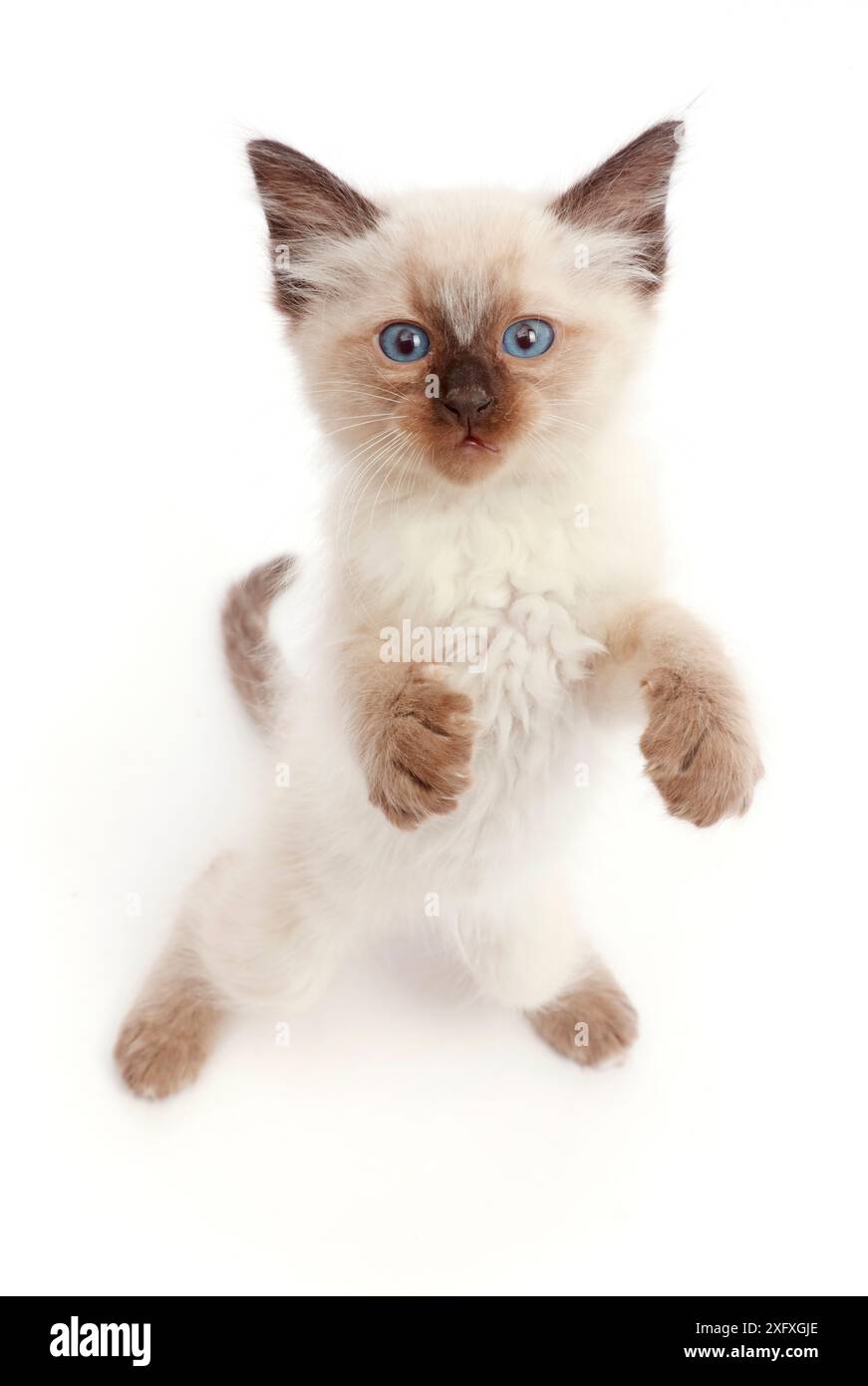 Ragdoll x chaton siamois, âge 7 semaines, debout et levant les yeux. Banque D'Images