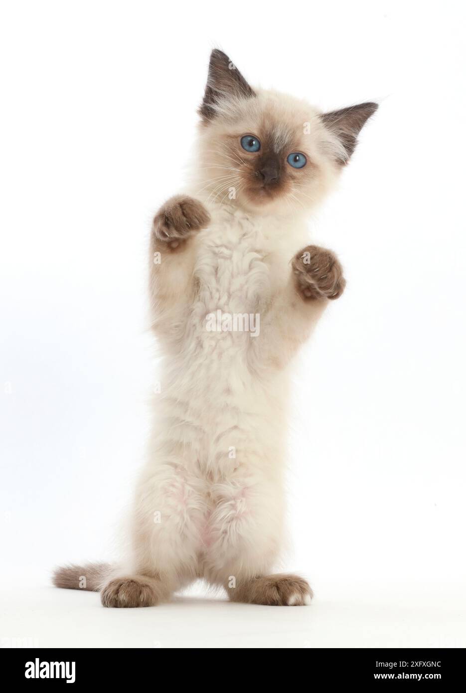 Ragdoll x chaton siamois, âge 7 semaines, debout, pattes vers le haut. Banque D'Images