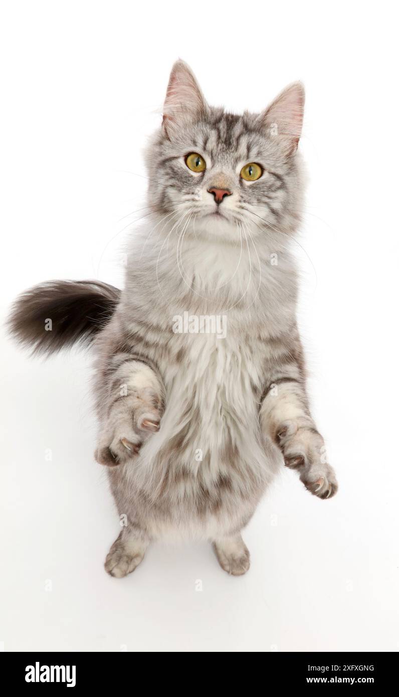 Chat tabby argenté, Blaze, âge 10 mois, debout. Banque D'Images