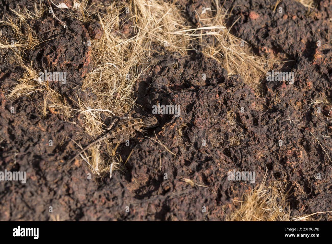 Superbe lézard à gorge d'éventail (Sarada superba) plateau de Chalkewadi, Maharashtra, Inde Banque D'Images