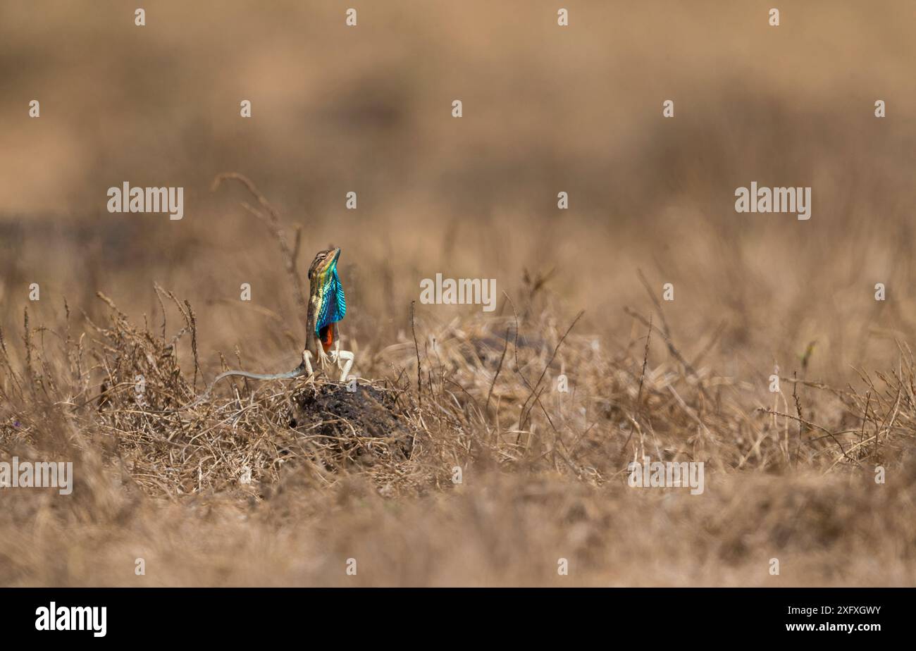 Superbe lézard à gorge d'éventail (Sarada superba) masculin montrant une couche de rosée, plateau de Chalkewadi, Maharashtra, Inde Banque D'Images
