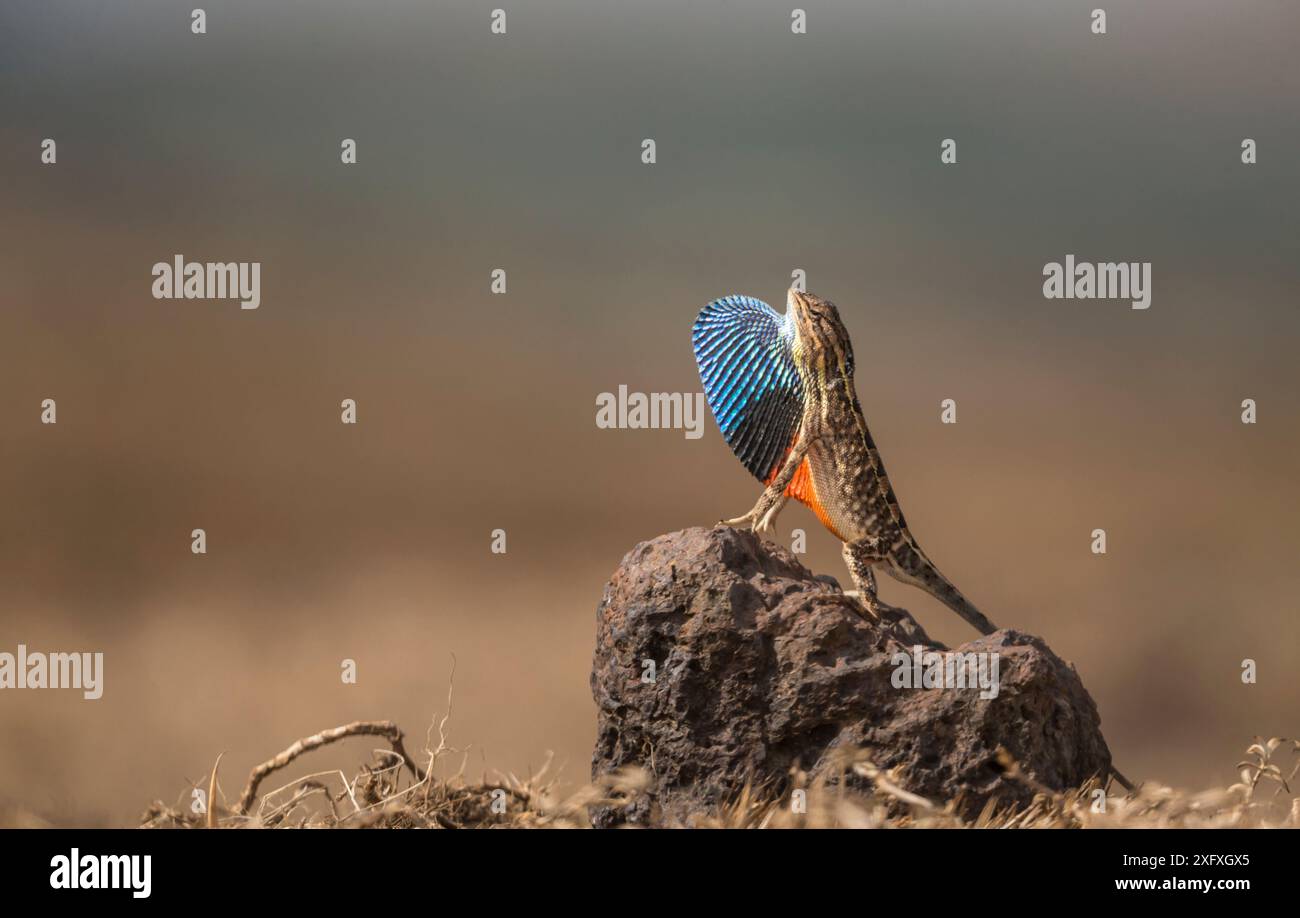 Superbe lézard (Sarada superba, ) avec sa couche de rosée affichée. Plateau de Chalkewadi, Maharashtra, Inde Banque D'Images
