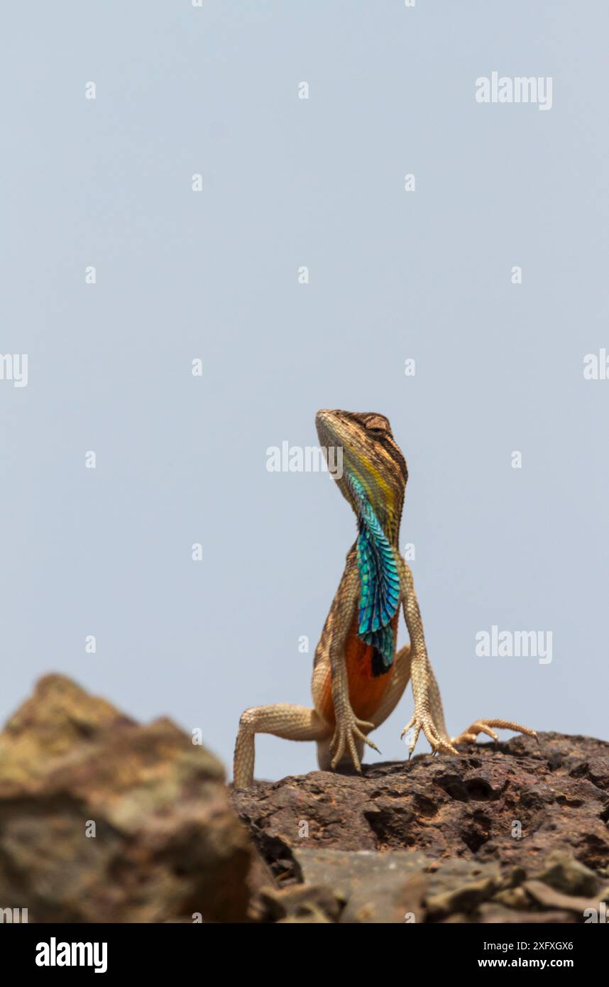 Superbe lézard à gorge d'éventail (Sarada superba) affichant des toiles de rosée, plateau de Chalkewadi, Maharashtra, Inde Banque D'Images