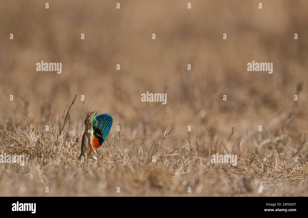 Superbe lézard à gorge d'éventail (Sarada superba) masculin montrant une couche de rosée, plateau de Chalkewadi, Maharashtra, Inde Banque D'Images