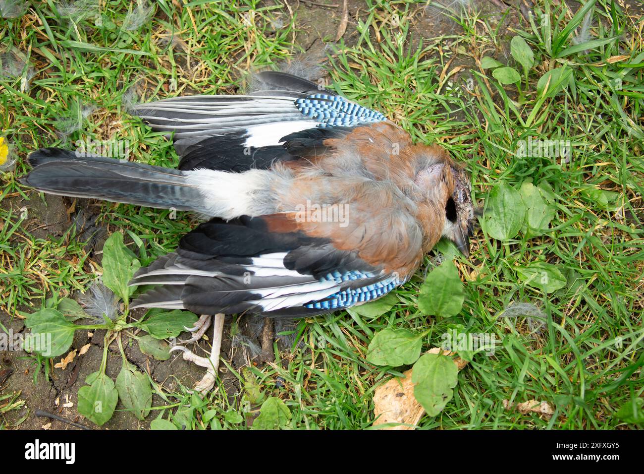 Oiseau jay mort reposait sur le sol mais entièrement intact. Banque D'Images