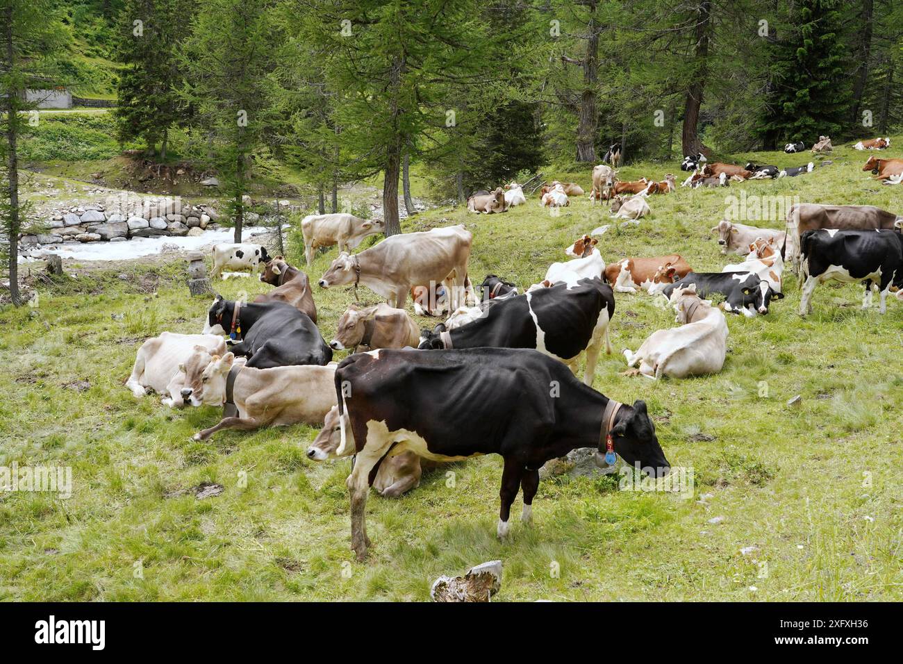 Anton Geisser 05.07.2024 OW.Schweiz Landwirtschaft, Kuhhaltung. Bild : Kuehe auf einer Almweide *** Anton Geisser 05 07 2024 OW Suisse Agriculture, élevage de vaches sur un pâturage alpin Banque D'Images