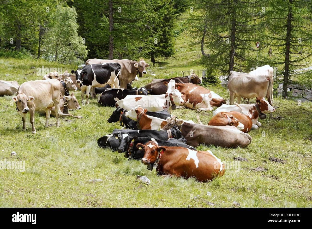 Anton Geisser 05.07.2024 OW.Schweiz Landwirtschaft, Kuhhaltung. Bild : Kuehe auf einer Almweide *** Anton Geisser 05 07 2024 OW Suisse Agriculture, élevage de vaches sur un pâturage alpin Banque D'Images