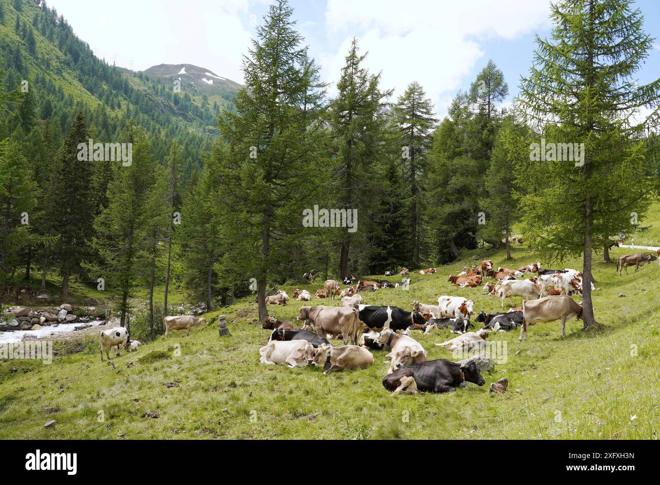 Anton Geisser 05.07.2024 OW.Schweiz Landwirtschaft, Kuhhaltung. Bild : Kuehe auf einer Almweide *** Anton Geisser 05 07 2024 OW Suisse Agriculture, élevage de vaches sur un pâturage alpin Banque D'Images