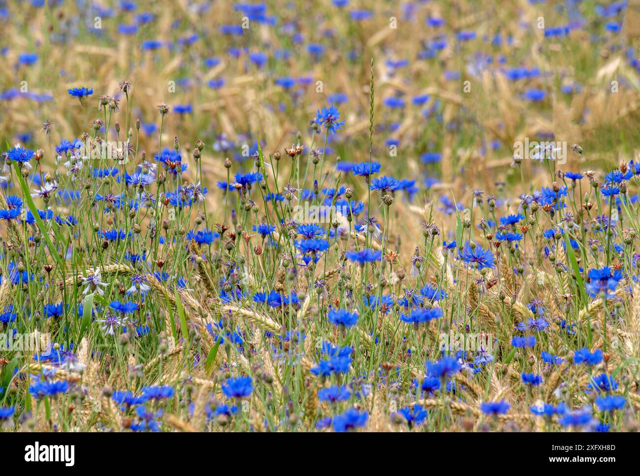 Blaue Kornblumen Centaurea cyanus in einem Getreidefeld, Bayern, Deutschland, Europa Blaue Kornblumen Centaurea cyanus in einem Getreidefeld, Bayern, Banque D'Images