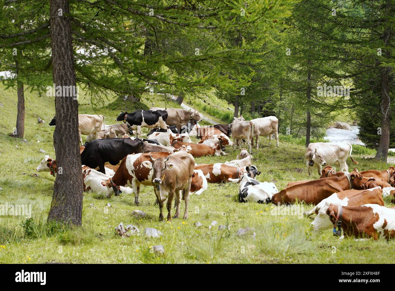 Anton Geisser 05.07.2024 OW.Schweiz Landwirtschaft, Kuhhaltung. Bild : Kuehe auf einer Almweide *** Anton Geisser 05 07 2024 OW Suisse Agriculture, élevage de vaches sur un pâturage alpin Banque D'Images