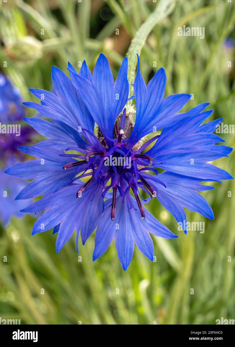 Bleuets bleus (Centaurea cyanus), Bavière, Allemagne, Europe Banque D'Images