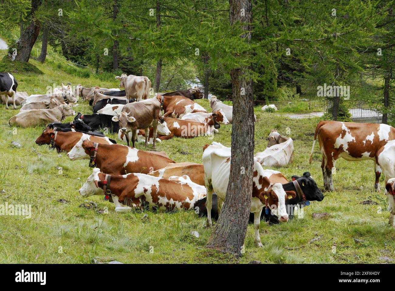 Anton Geisser 05.07.2024 OW.Schweiz Landwirtschaft, Kuhhaltung. Bild : Kuehe auf einer Almweide *** Anton Geisser 05 07 2024 OW Suisse Agriculture, élevage de vaches sur un pâturage alpin Banque D'Images
