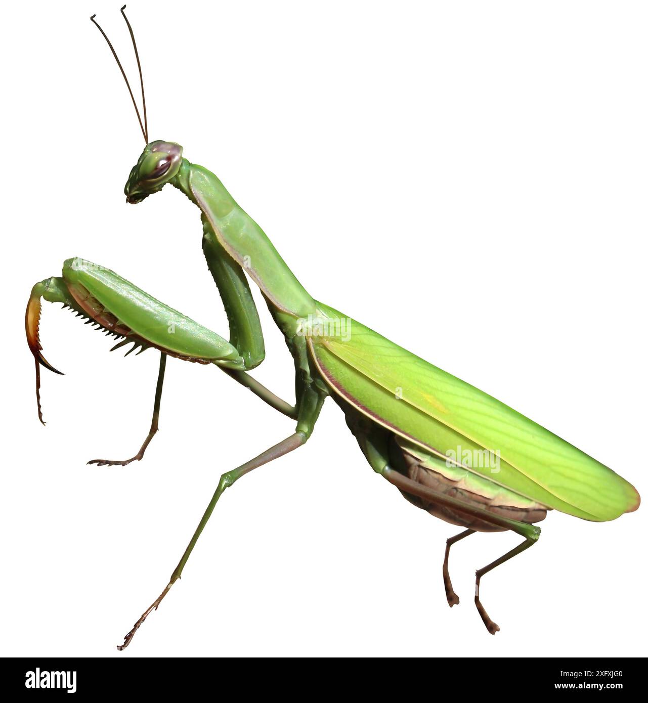 Prier l'insecte Mantis dans la nature comme un symbole d'extermination et de lutte contre les parasites comme un prédateur qui chasse et mange d'autres insectes comme une icône de l'entomologie Banque D'Images