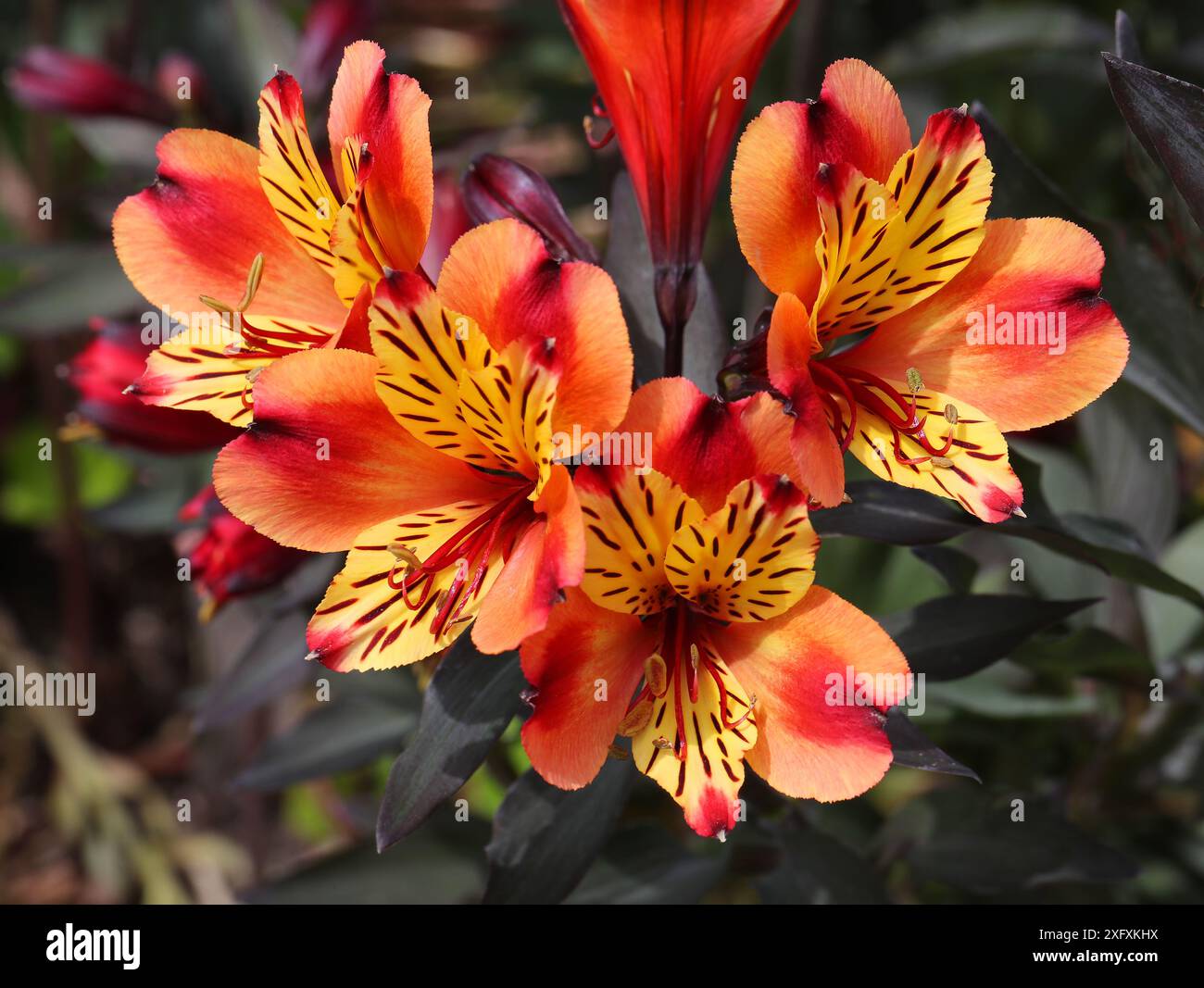 Lys péruviens ou lys des Incas, Alstroemeria Indian Summer 'Tesronto', Alstroemeriaceae. Amérique du Sud. Banque D'Images