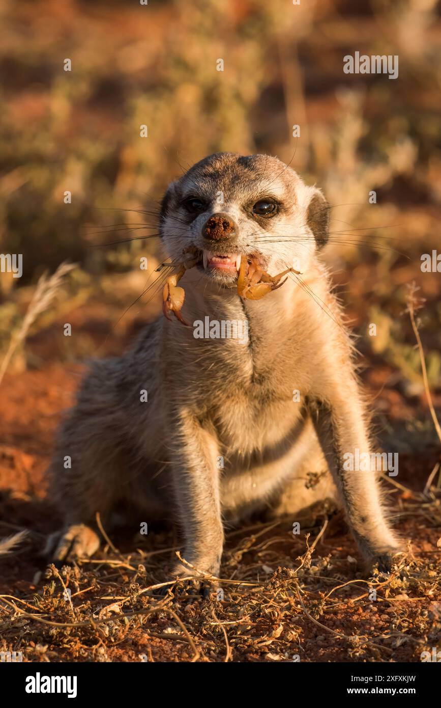 Suricate mangeant un scorpion dans le Kalahari Banque D'Images