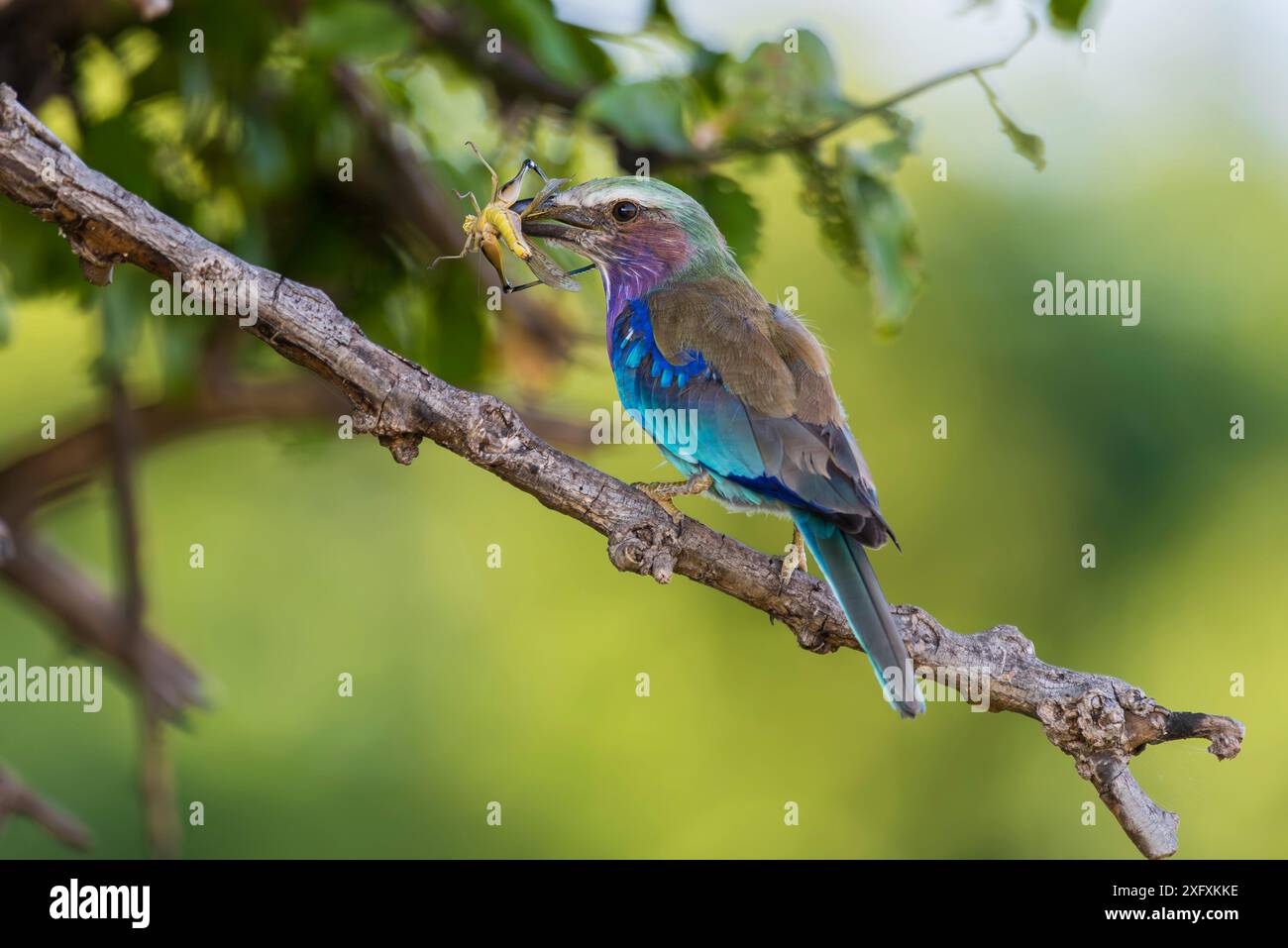 Lilas-Breasted Roller attrape une trémie d'herbe en Afrique du Sud. Banque D'Images