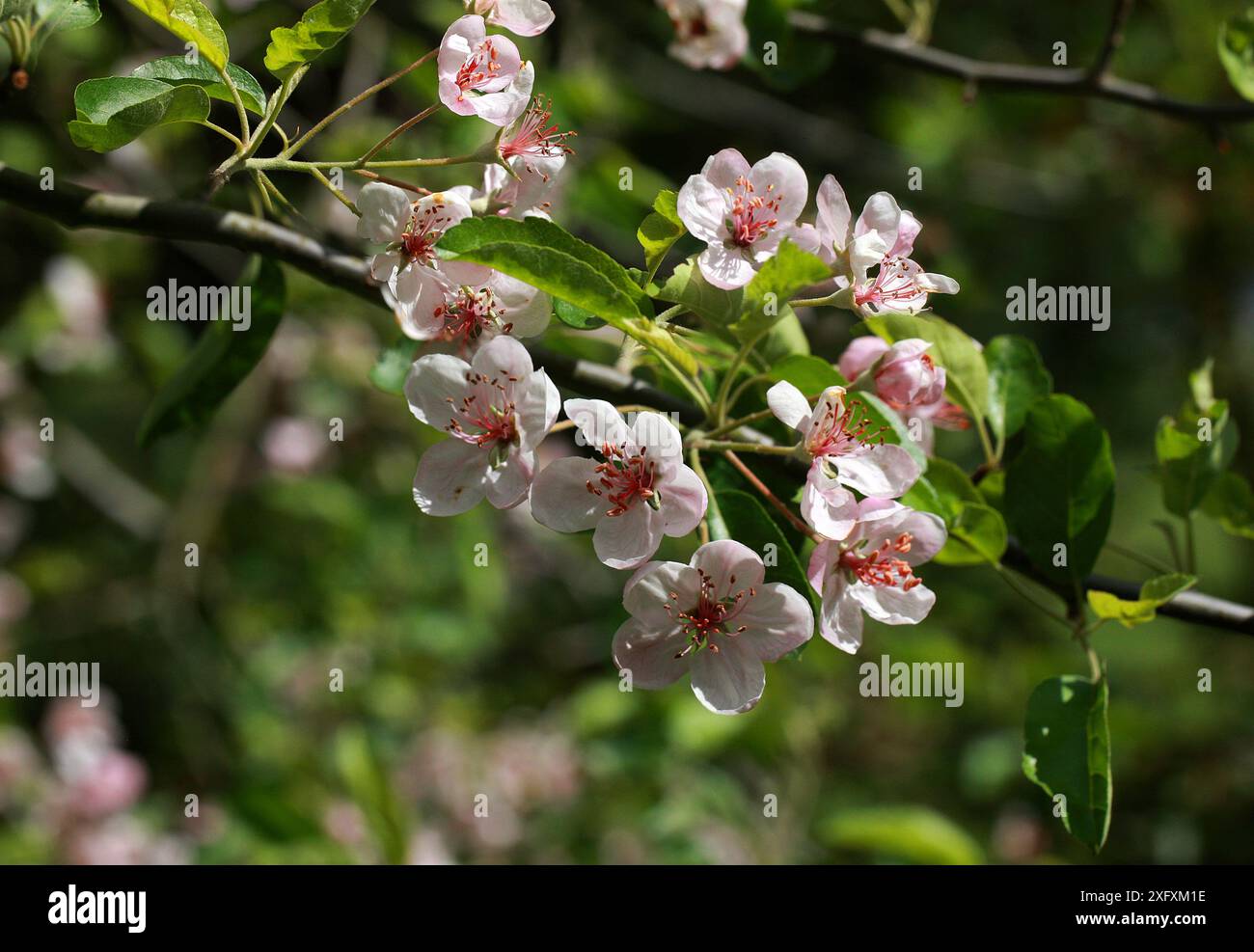Crabe de l'Iowa ou crabe des Prairies, Malus ioensis var. palmeri, syn. Malus ioensis, Rosacées. Missouri, États-Unis. Banque D'Images