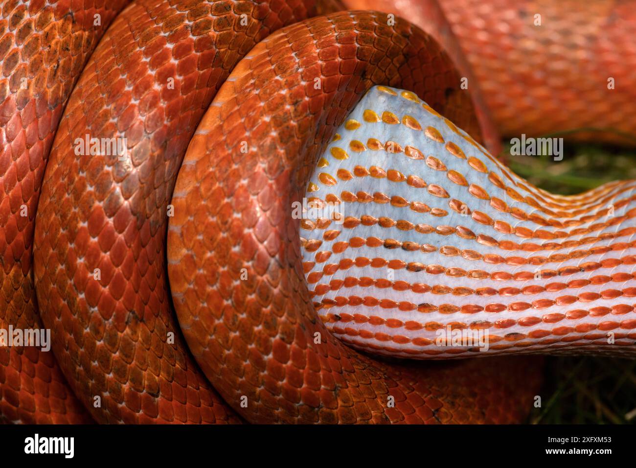 Serpent de maïs (Pantherophis guttatus) mangeant un rouge-gorge américain (Turdus migratorius). Le serpent est captif, le robin a été retrouvé mort et offert à Snake, Maryland, USA. Banque D'Images