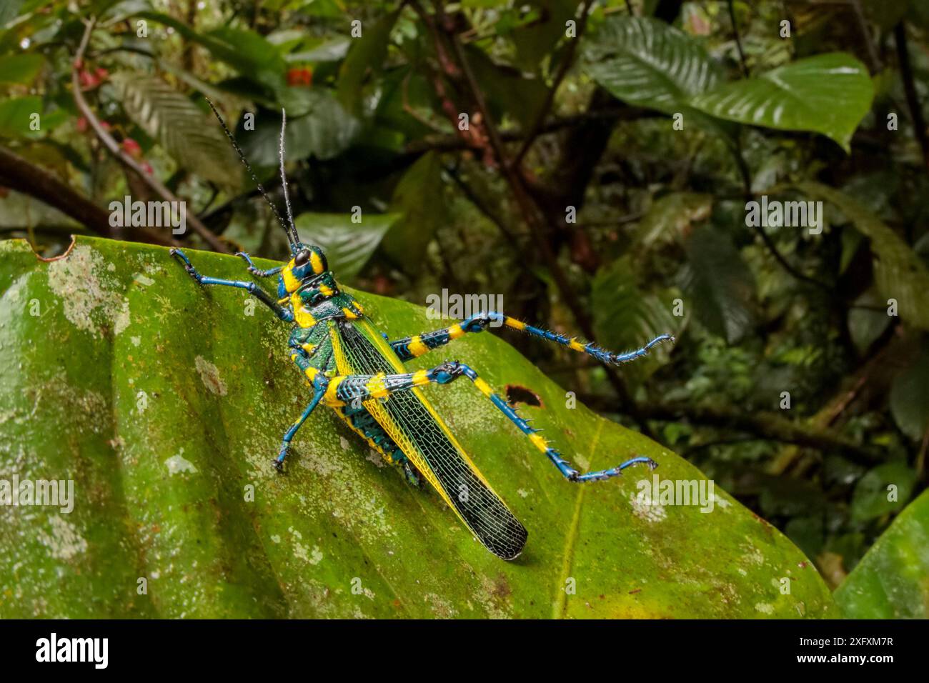 Sauterelle lubber (Chromacris sp.) avec des pattes épineuses levées en posture défensive et portant des marques aposématiques pour avertir de sa toxicité. Végétation du sous-étage de la forêt de nuages, 1600 mètres d'altitude, réserve de biosphère de Manu, Pérou. Novembre. Banque D'Images