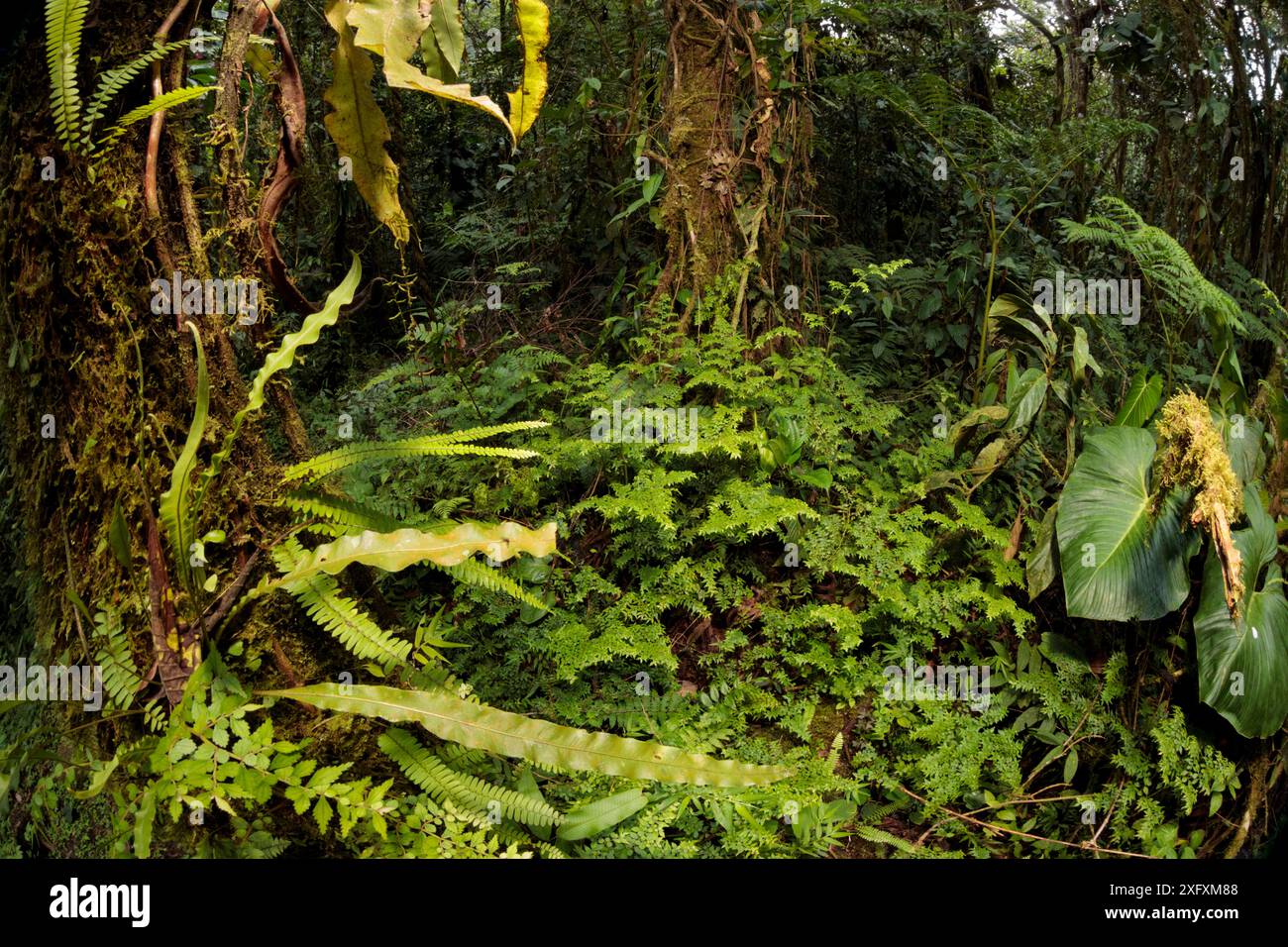 Plantes poussant dans le sous-étage de la forêt de nuages, réserve de biosphère de Manu, Amazonie, Pérou. Banque D'Images