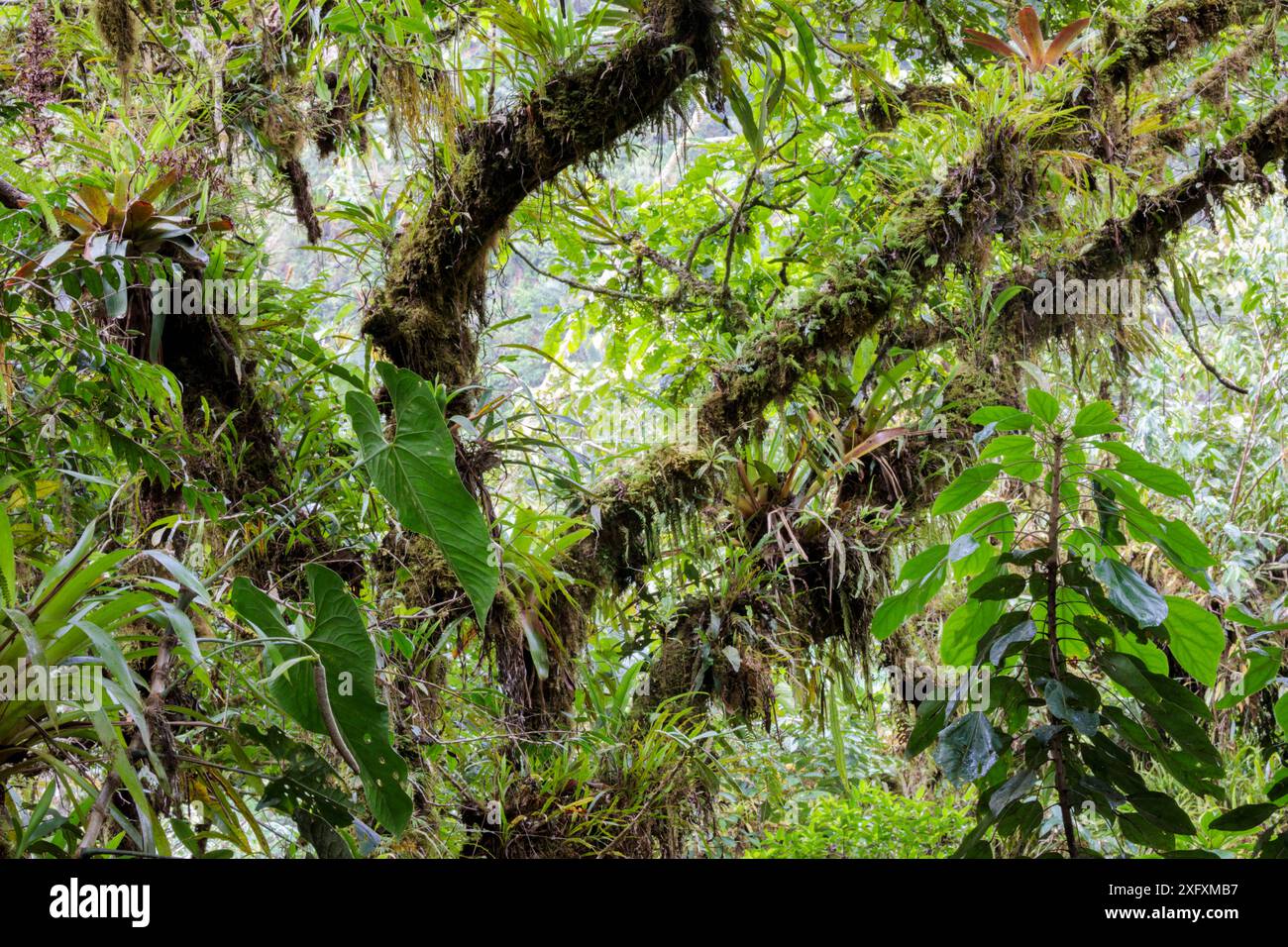 Épiphytes dont les Broméliades poussant dans la canopée de la forêt nuageuse, réserve de biosphère de Manu, Amazonie, Pérou. Banque D'Images