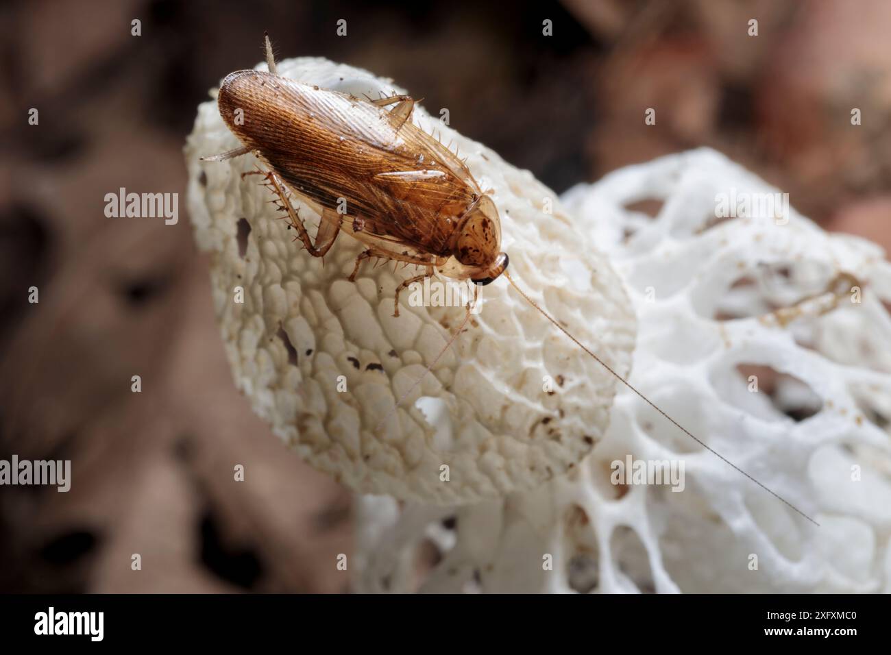 Blatte se nourrissant du voile de la mariée Stinkhorn (Phallus indusiatus), poussant sur le sol de la forêt tropicale. Le corps de fructification fongique dégage une odeur piquante qui attire un large éventail d'invertébrés, ce qui aide à disperser les spores. Réserve de biosphère de Manu, Amazonie, Pérou. Novembre. Banque D'Images