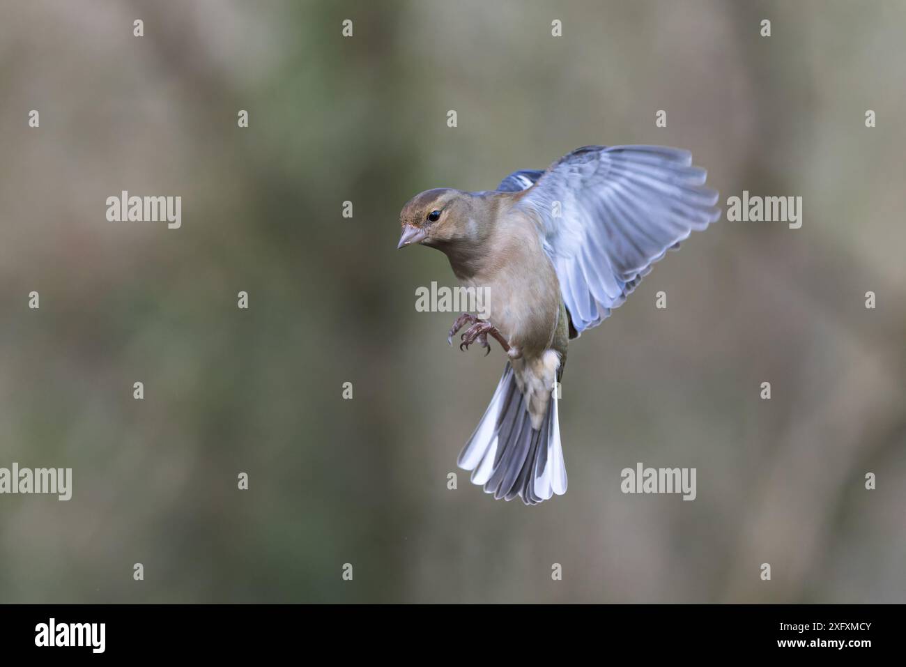Chaffinch eurasien [ Fringilla coelebs ] oiseau femelle en vol Banque D'Images