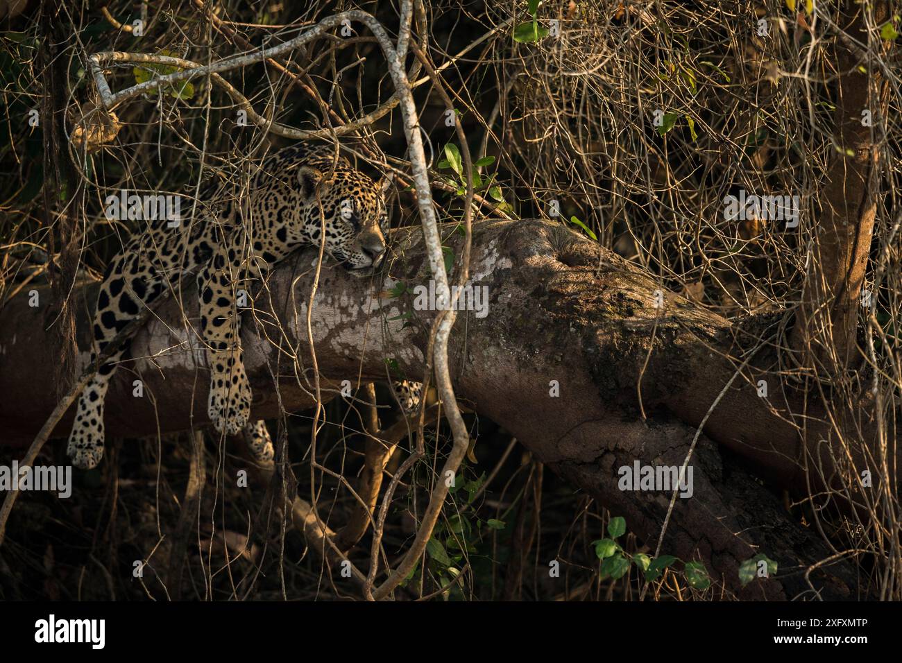 Jaguar (Panthera ONCA) repose sur un arbre tombé, Pantanal, Brésil. Banque D'Images