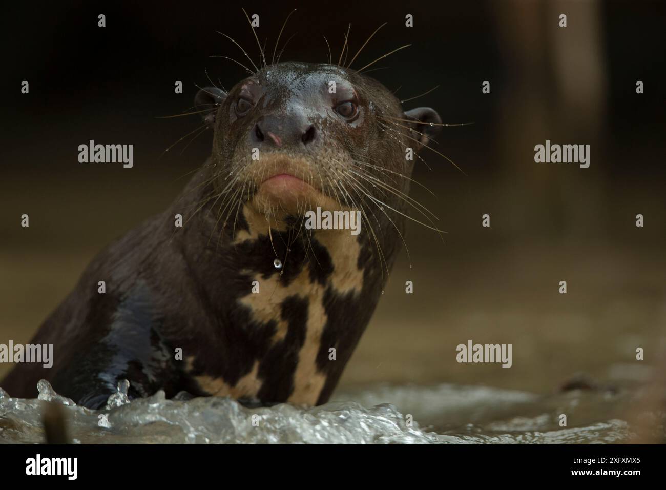 La loutre géante (Pteronura brasiliensis) regarde depuis l'eau, dans le Rio Cuiaba, Brésil Banque D'Images