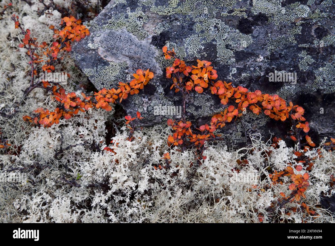 Pierre couverte de lichen et bouleau nain (Betula nana). Parc national de Dovrefjell, Norvège. Septembre. Banque D'Images