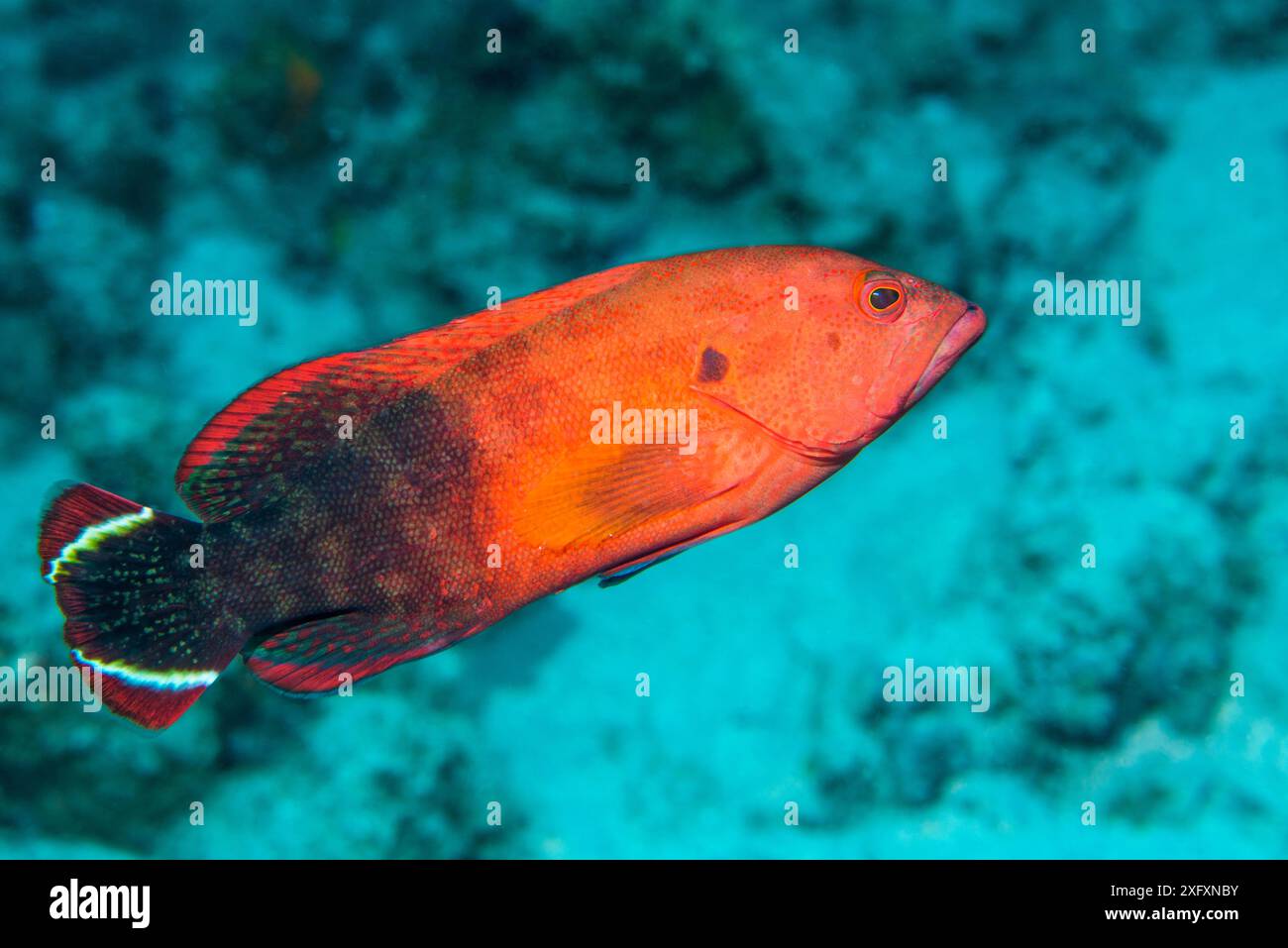 Rhume rocheuse (Cephalopholis urodeta). Sulawesi du Nord, Indonésie. Banque D'Images