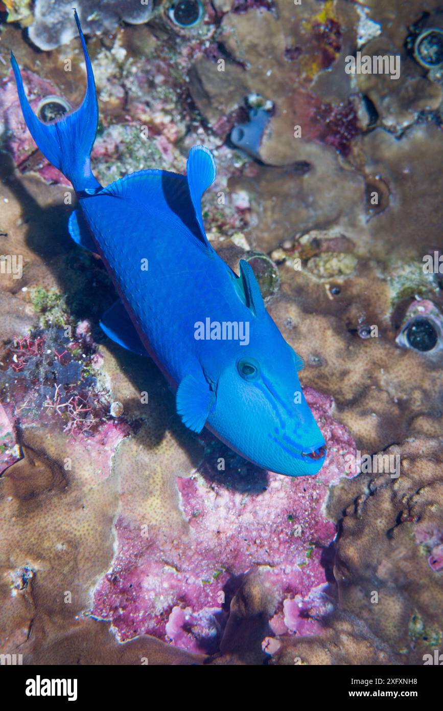 Poisson-gâteau à dents rouges (Odonus Niger). Sulawesi du Nord, Indonésie. Banque D'Images