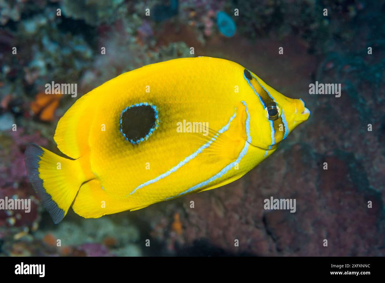Bennet&#39;s Butterfly fish ou Bluelashed Butterfish (Chaetodon bennetti). Sulawesi du Nord, Indonésie. Banque D'Images