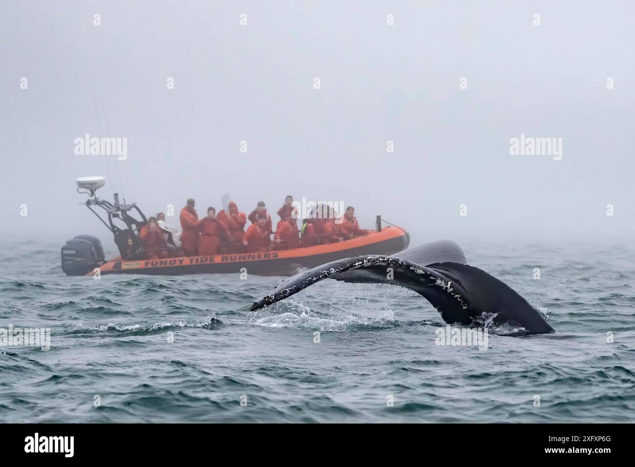 La baleine à bosse (Megaptera novaeangliae) queue la douve au-dessus de l'eau sur le point de plonger avec un bateau d'observation des baleines derrière, baie de Fundy, Nouveau-Brunswick, Canada Banque D'Images