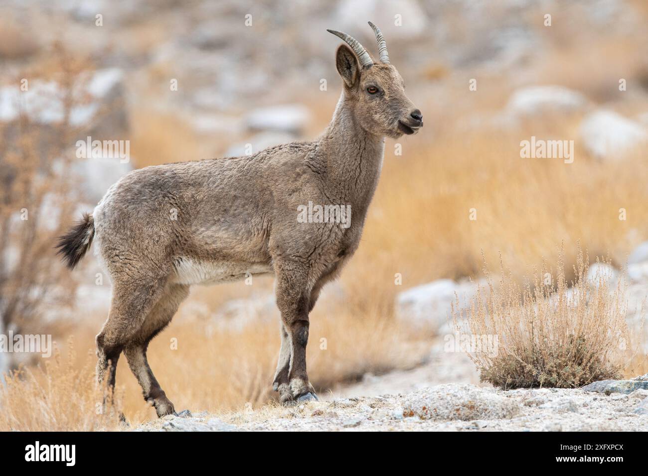 Bouibéx de l'Himalaya (Capra sibirica) femelle, Himalaya, Ladakh, Nord de l'Inde. Banque D'Images