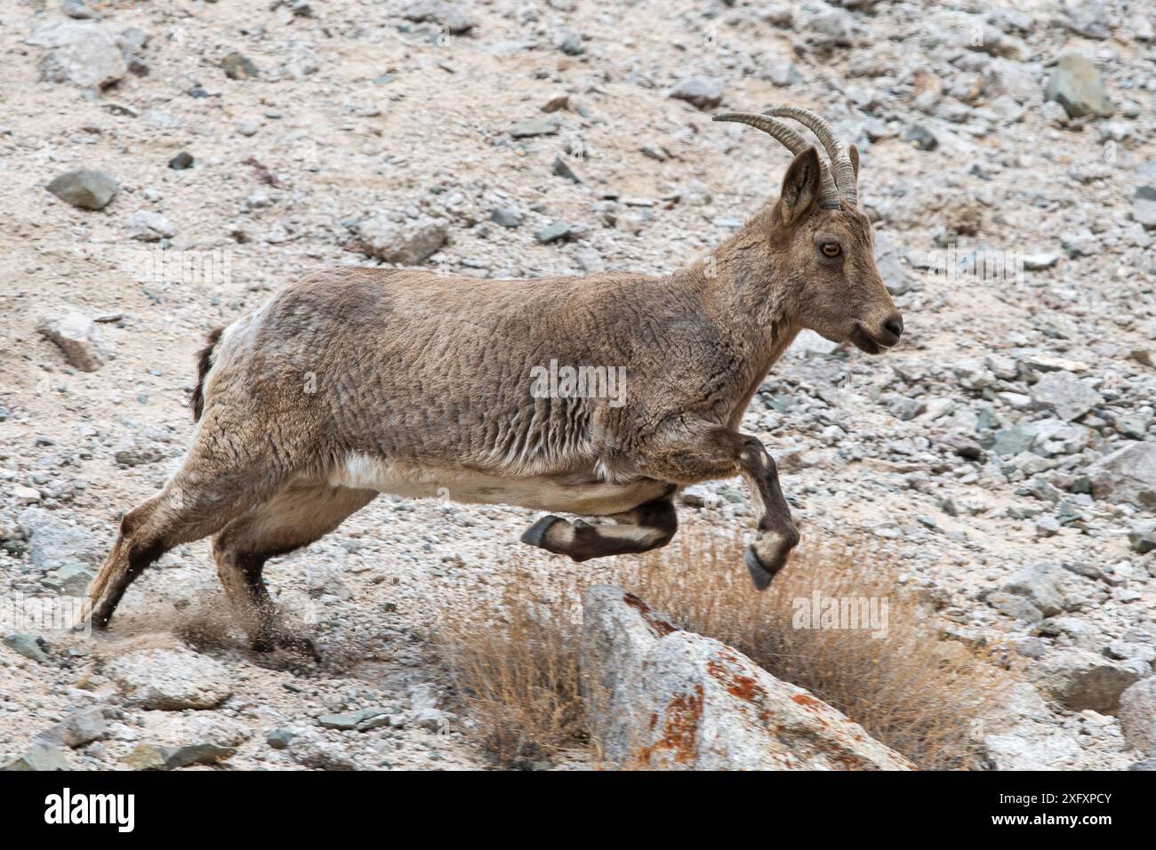 Bouillon de l'Himalaya (Capra sibirica) femme en course. Himalaya, Ladakh, Inde du Nord. Banque D'Images
