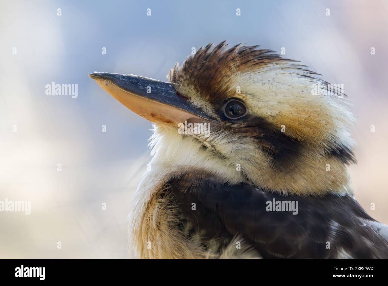 Rire Kookaburra [ Dacelo novaeguineae ] Zoo de Dartmoor Banque D'Images