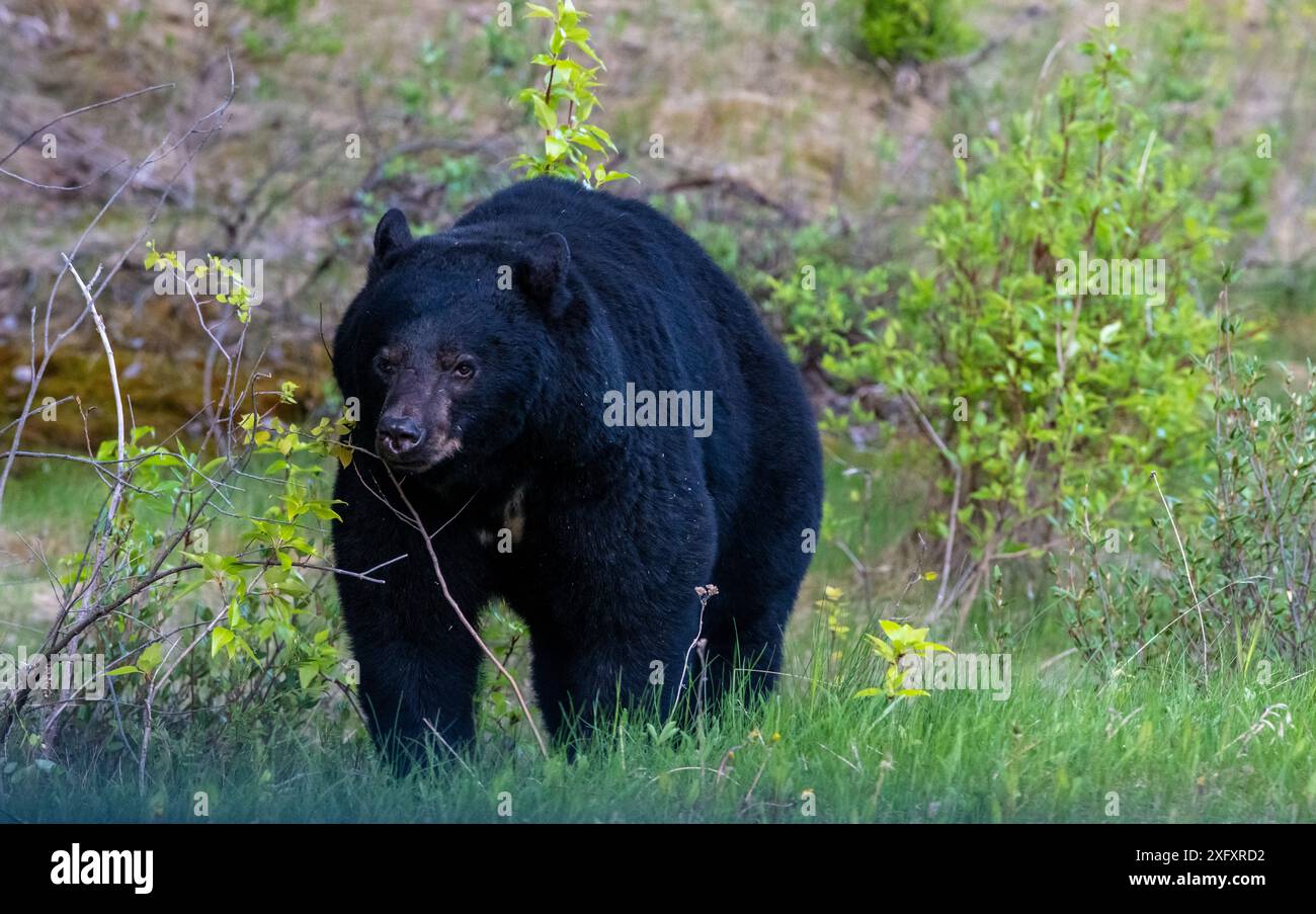 Ours noir américain au printemps dans le parc national Jasper Alberta, Canada Banque D'Images