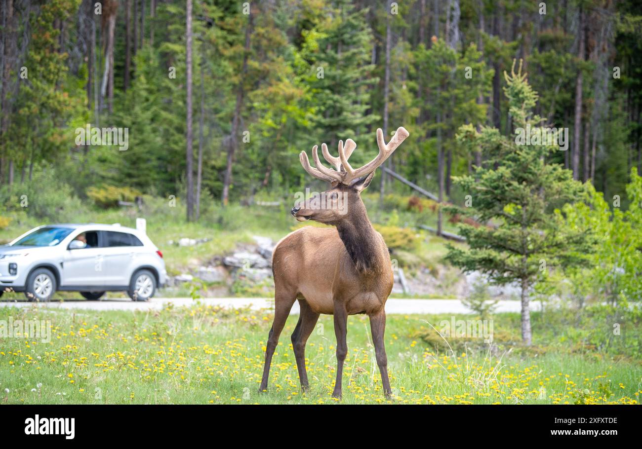 Wapitis mâles sauvages dans un parking dans le parc national Jasper, Alberta, Canada Banque D'Images