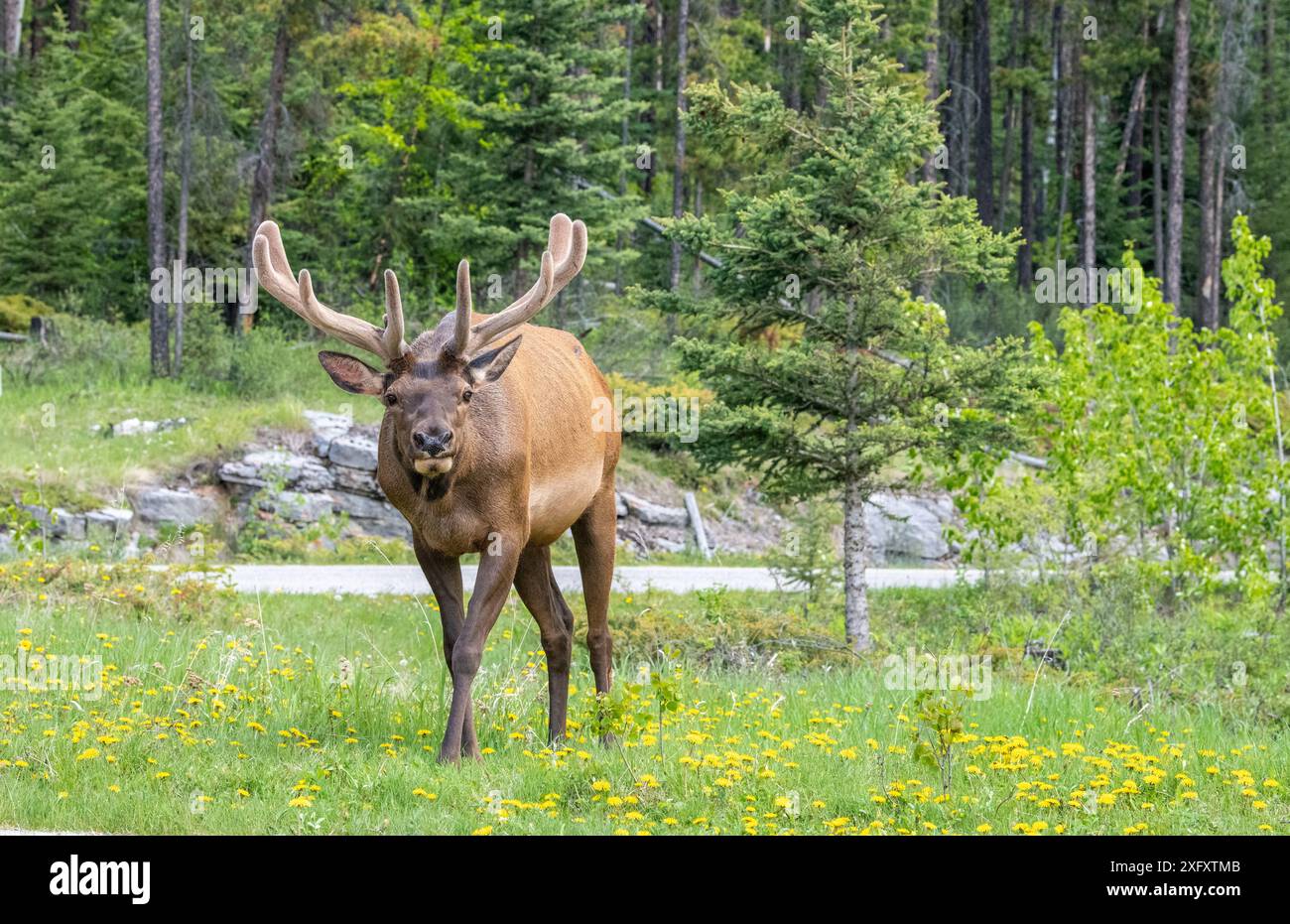 Wapitis mâles sauvages dans un parking dans le parc national Jasper, Alberta, Canada Banque D'Images