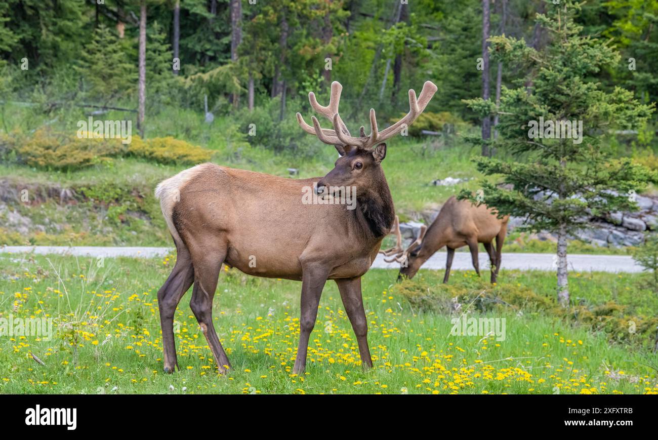 Wapitis mâles sauvages dans un parking dans le parc national Jasper, Alberta, Canada Banque D'Images
