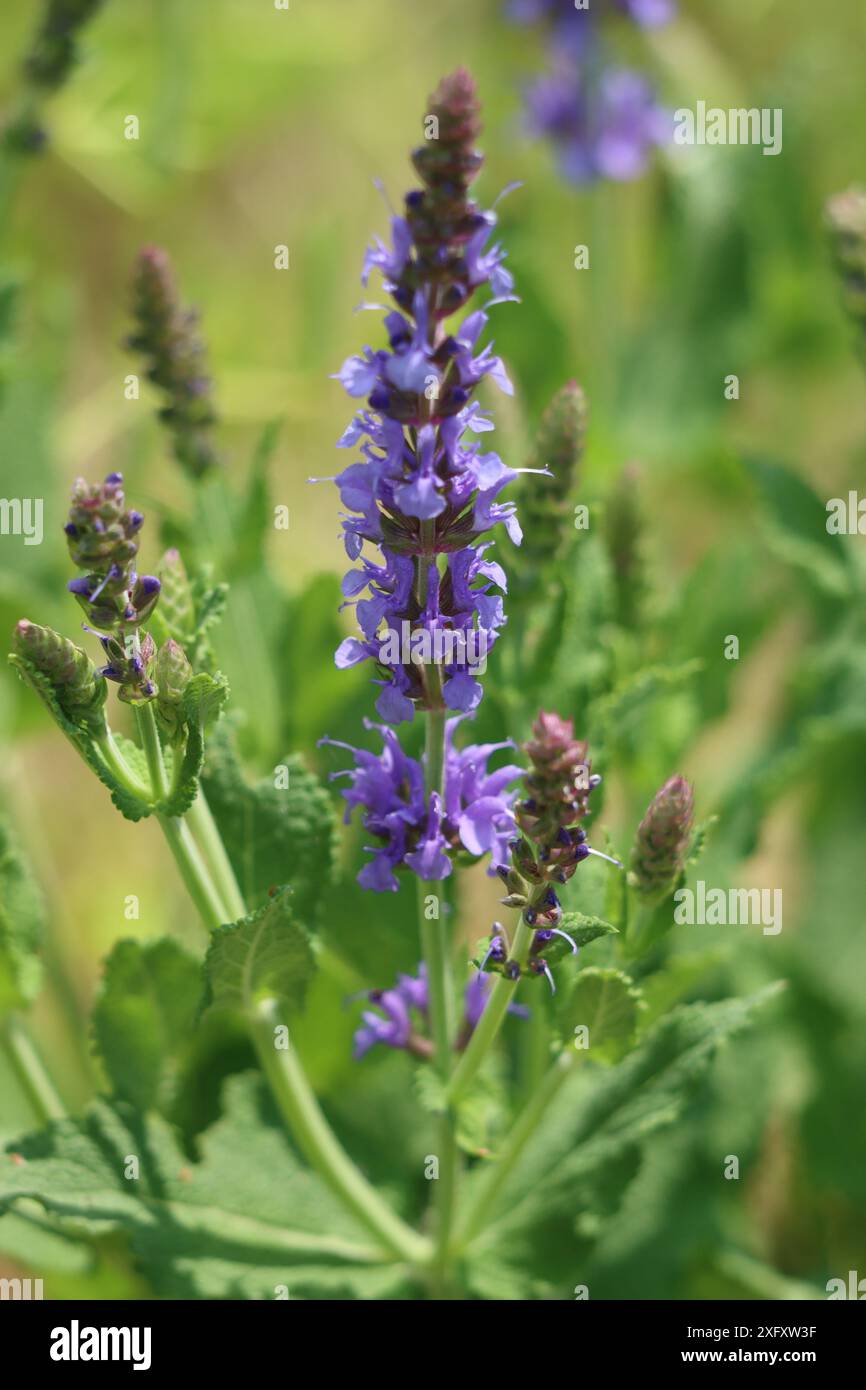 Salvia en fleurs au printemps Banque D'Images