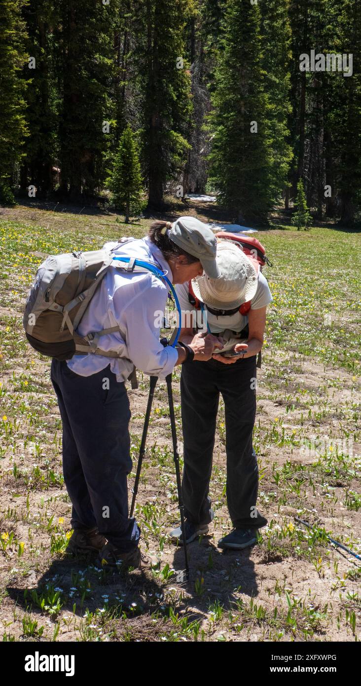 Deux femmes adultes recherchent l'App 'Gaia' sur leur téléphone pour trouver leur emplacement dans les montagnes Elk, Colorado Banque D'Images